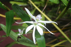 Prosthechea baculus