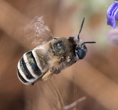 Anthophora urbana