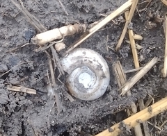 Planorbella trivolvis