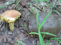 Terrapene carolina triunguis