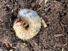 Coleoptera