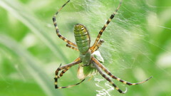 Argiope trifasciata