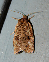 Choristoneura fumiferana