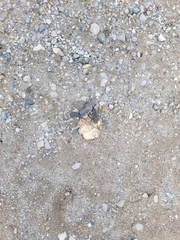 Chrysemys picta marginata