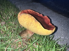 Boletus sensibilis