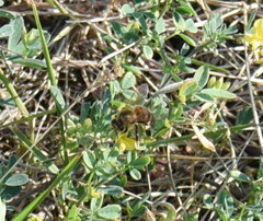 Apis mellifera