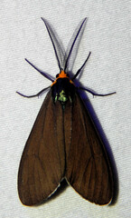 Ctenucha virginica