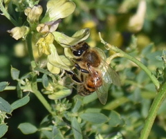 Apis mellifera