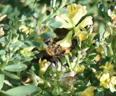Apis mellifera