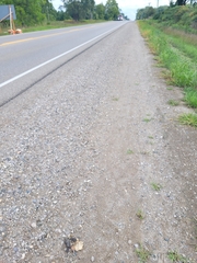 Chrysemys picta marginata