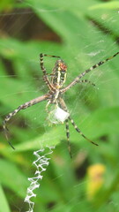 Argiope trifasciata
