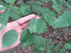 Amelanchier arborea