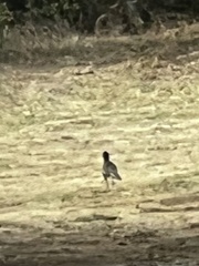 Geococcyx californianus