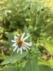 Chauliognathus pensylvanicus