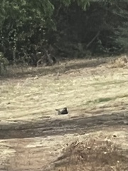 Geococcyx californianus