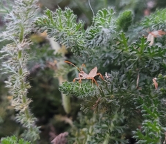 Insecta