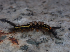 Lymantriinae