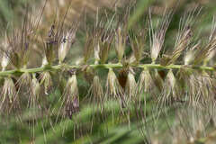 Cenchrus complanatus