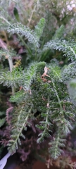 Insecta