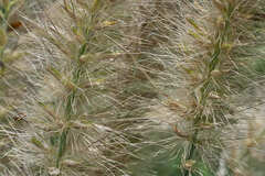 Cenchrus complanatus