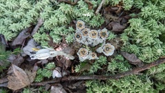 Monotropa uniflora