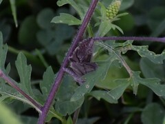 Hypena