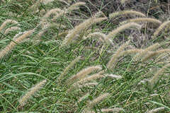 Cenchrus complanatus