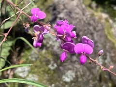 Desmodium cinerascens