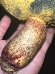 Boletus sensibilis