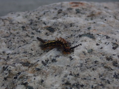 Lymantriinae