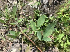 Desmodium cinerascens