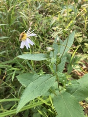 Chauliognathus pensylvanicus