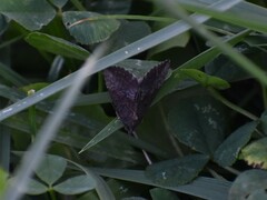 Hypena
