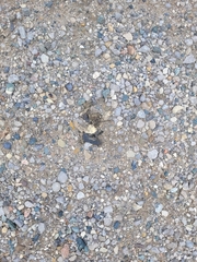 Chrysemys picta marginata