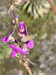 Desmodium cinerascens