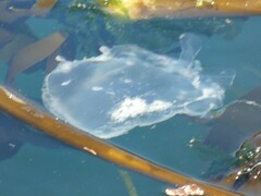 Phacellophora camtschatica