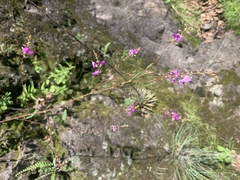 Desmodium cinerascens