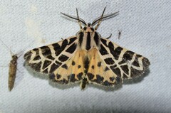 Apantesis nevadensis