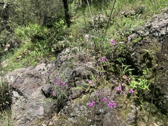 Desmodium cinerascens