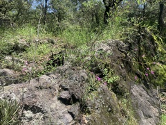 Desmodium cinerascens