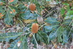 Banksia robur