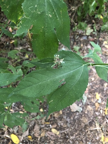 Calycomyza platyptera photo 2