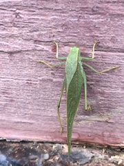 Microcentrum rhombifolium