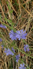 Cichorium intybus