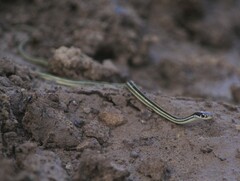 Thamnophis proximus