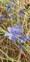 Cichorium intybus