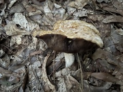 Boletaceae