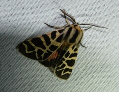 Apantesis nevadensis