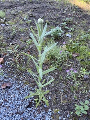 Pseudognaphalium stramineum