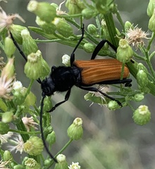 Tragidion coquus